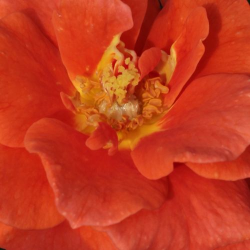 Online rózsa kertészet - virágágyi floribunda rózsa - narancssárga - Rosa Diamant® - diszkrét illatú rózsa - Reimer Kordes - Élénk színű, csoportosan virágzó ágyásrózsa, a virágzási stádiumuk szerint változik a virág színe.